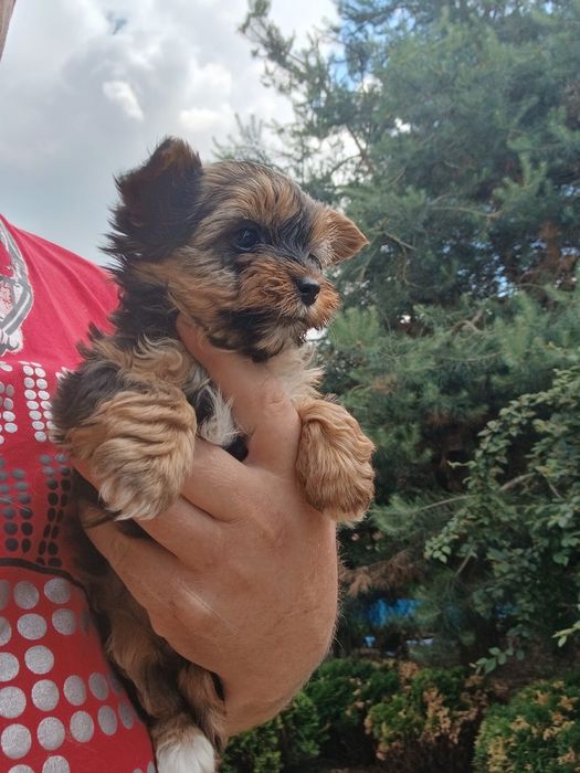 Yorkshire terrier śliczny piesek