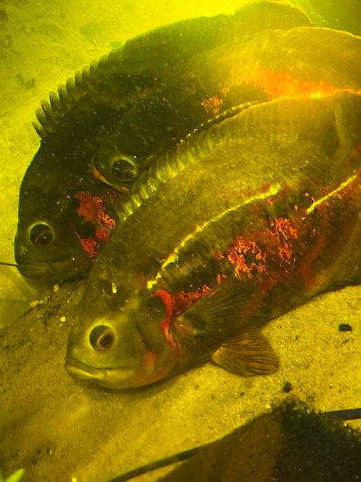 Astronotus ocellatus pielęgnica pawiooka dorosła 3 sztuki