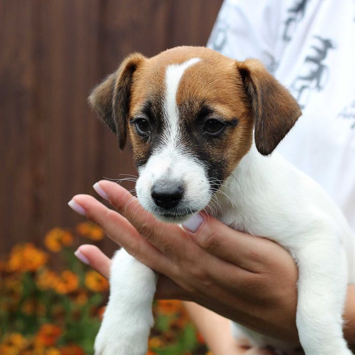 Маленьке цуценя джек расел тер'єр