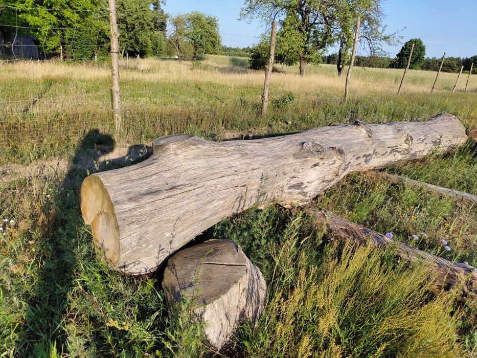 Kłoda Dębu Oskórowana