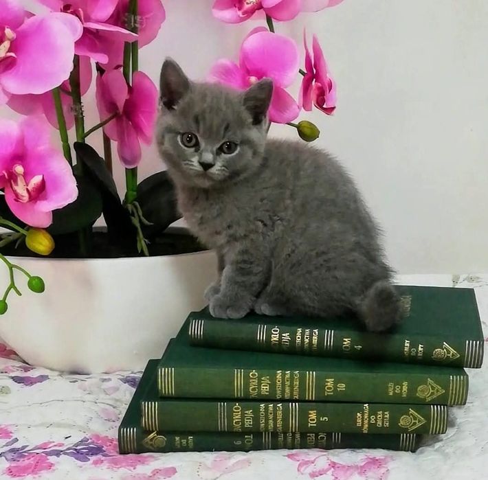 Kot brytyjski kotek Rezerwacja