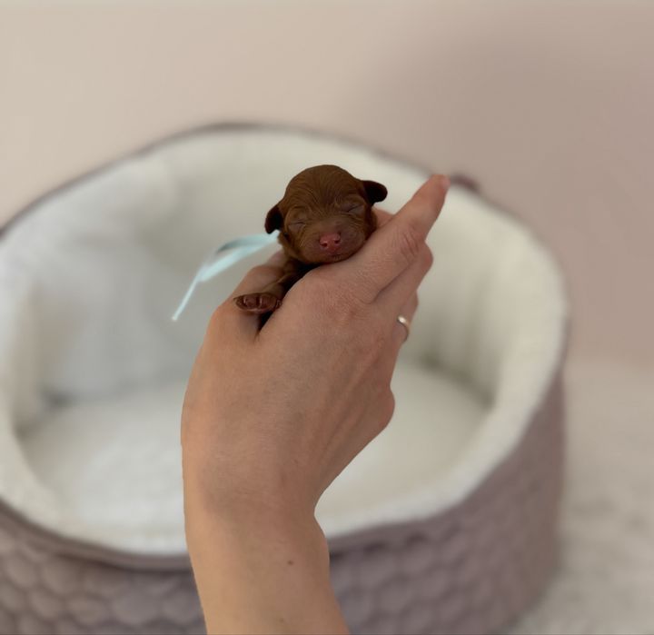 Pudel toy/teacup, linia chińska, red brown
