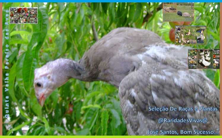 Galinhas D'Angola Gigantes Coloridas ( 70 cm unha ao bico + )