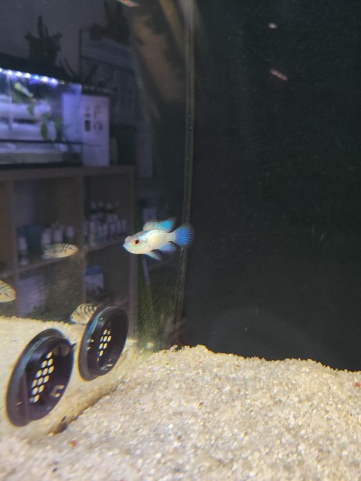 Acará electric blue