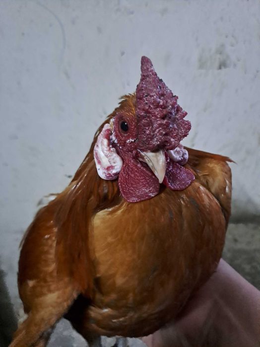 Kogut bantamki..