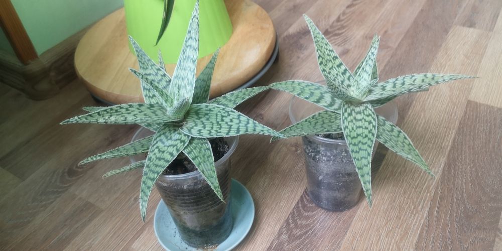 алоє вазон сукулент