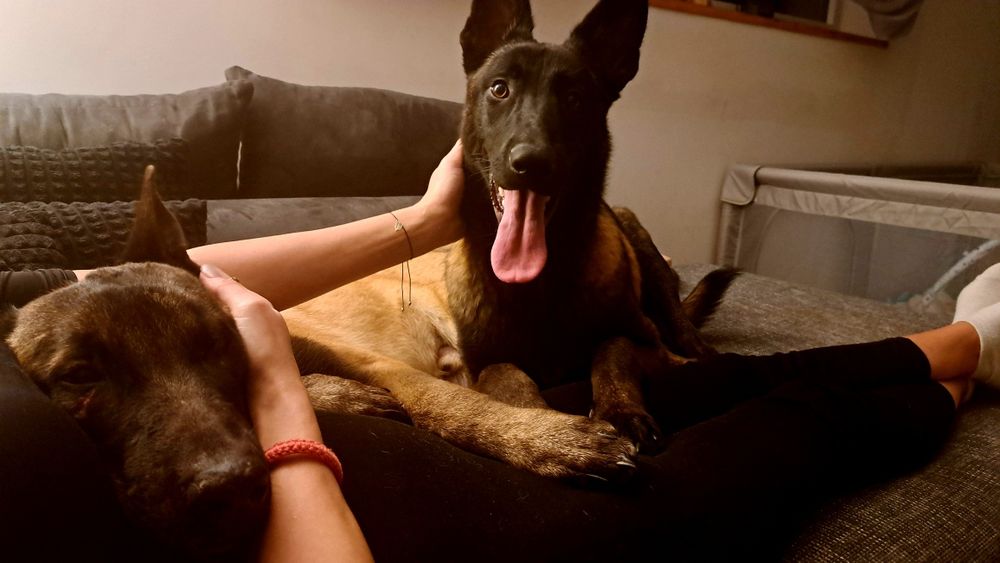 Owczarek Belgijski Malinois