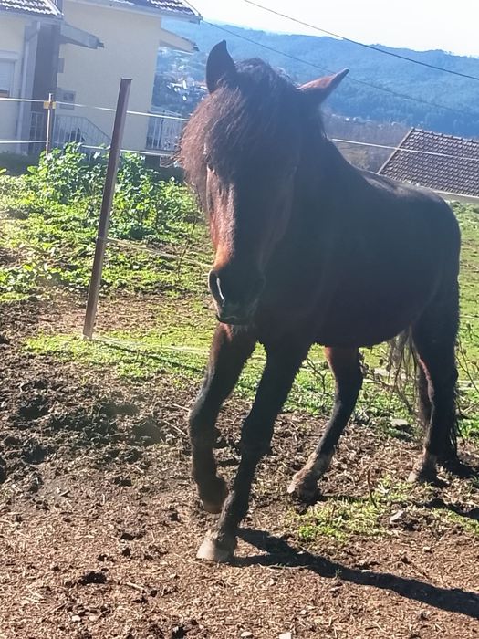 Cavalo Macho de 5 anos da raça Garrano