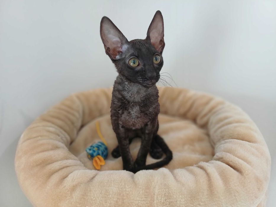 CORNISH REX - Dostępna kotka o imieniu CARMEN Hodowla: MatiMalwa*PL