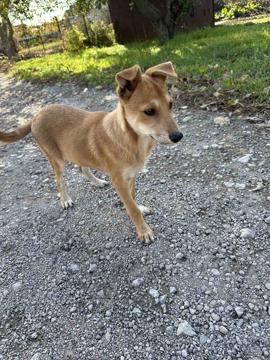 Щенок в дом бесплатно. Пёс. Собака. Щенки.