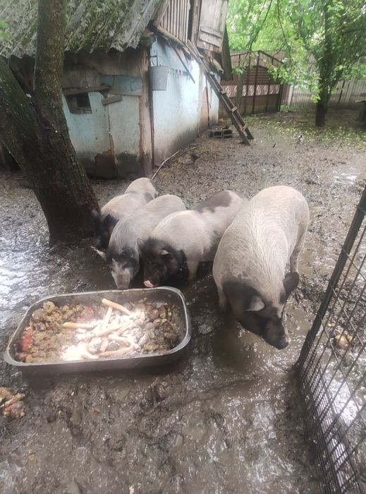 Вьетнамські поросята ,кнур,кабанчик