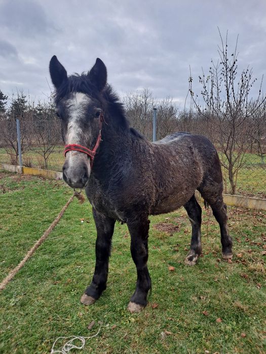 Ogierek zimnokrwisty siwy