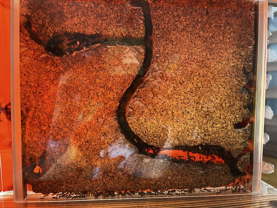 Messor Barbarus kolonia plus akcesoria