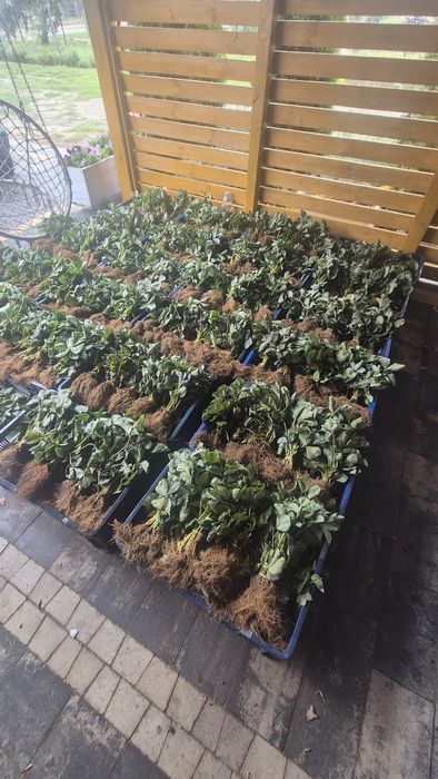 Szkółka sadzonek truskawek