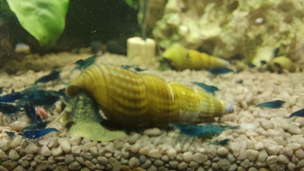 Sprzedam slimaki tylomenia krewetki blue velvet