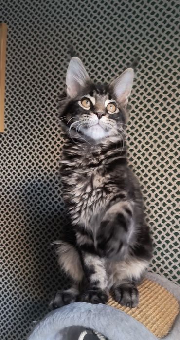 Котенок Мейн Кун