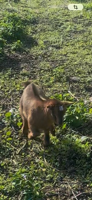 Cabras anãs disponiveis, machos e femeas