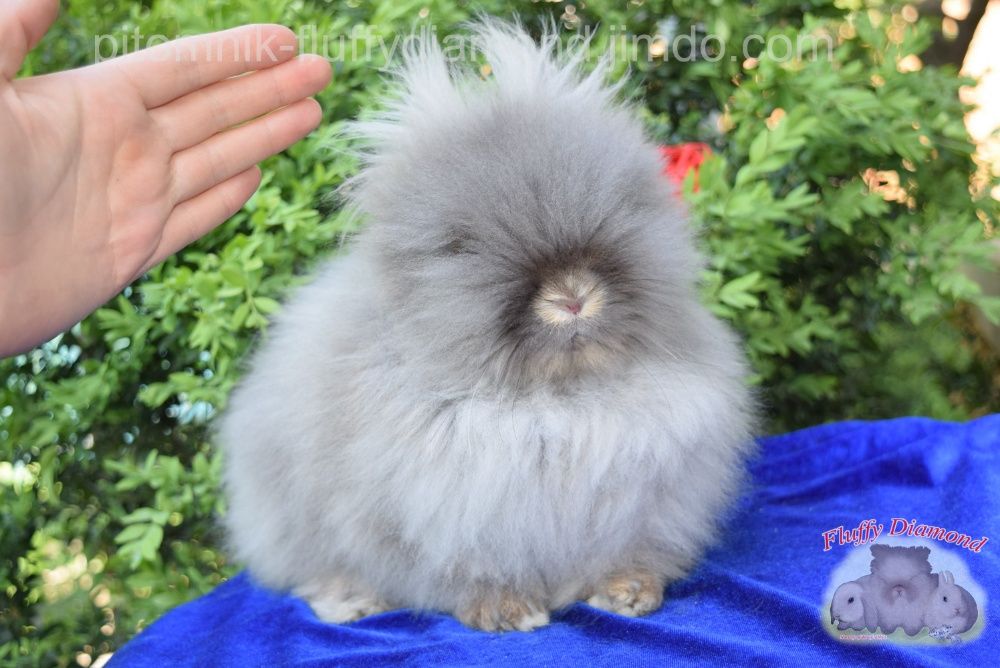 Карликові кролики. Ангора. Пушистики РКА