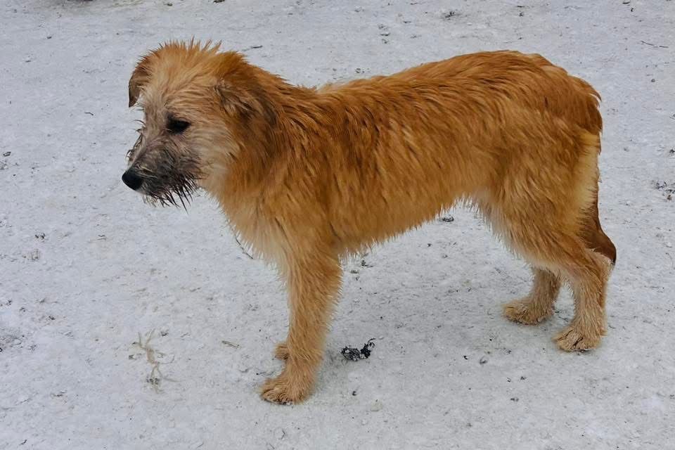 Красивая девочка Шелти стерилизована