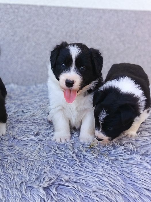 Border Collie czarno biała suczka