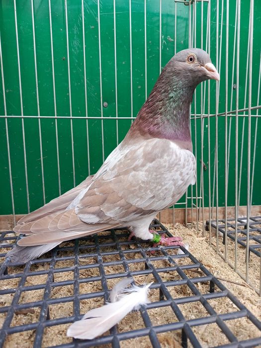 Pocztowe Ember samczyki i samice