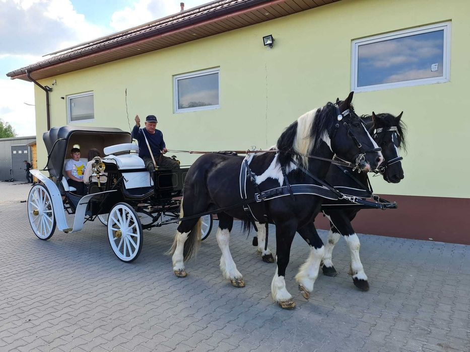Sprzedam dwa wałachi idealne do bryczki