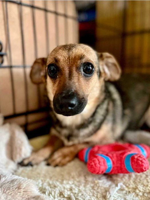 LEJDI młodziutka filigranowa sunia 5 kg do adopcji
