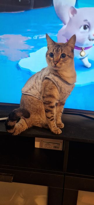 Gatinhos irmãos 2 anos