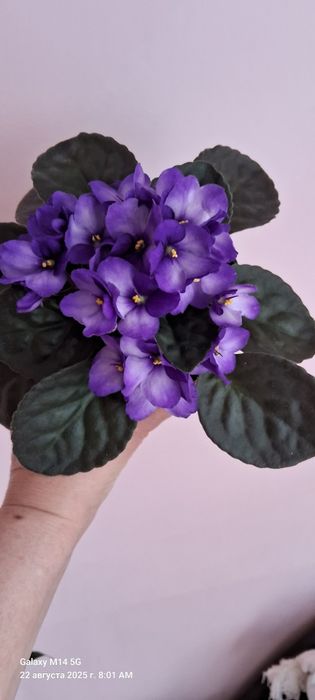 Обмен, цветущие фиалки.