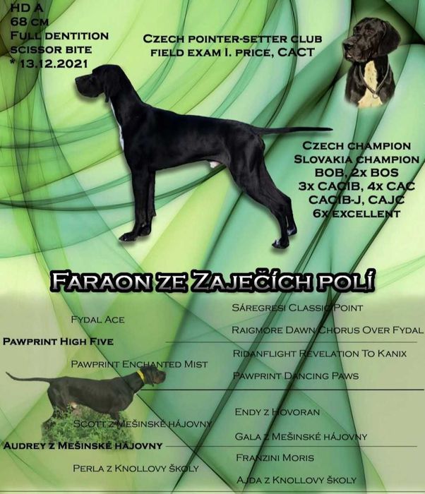 Pointer wyżeł angielski- rezerwacja na szczeniaka maj 2026