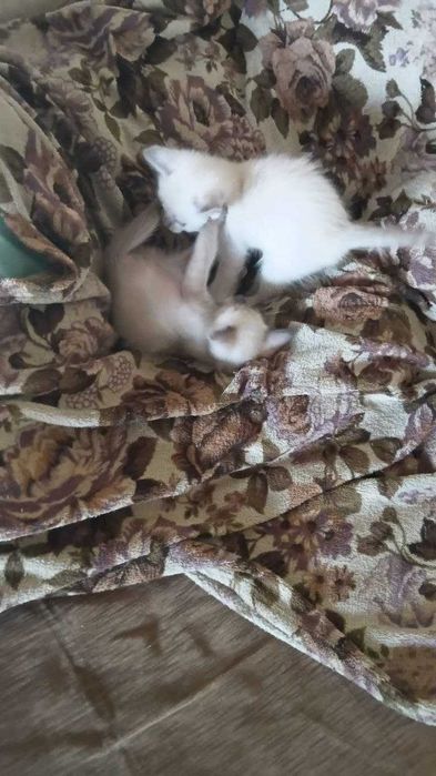 сіамські кошенята