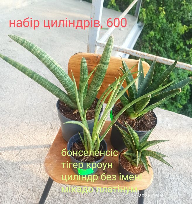 Сансевієрії циліндр, 12 сортів, інші