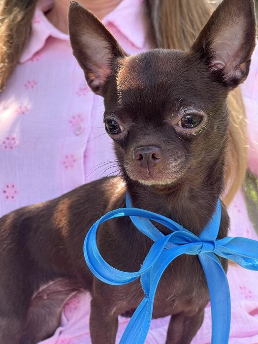 VIP Чіхуахуа шоколадна принцеса