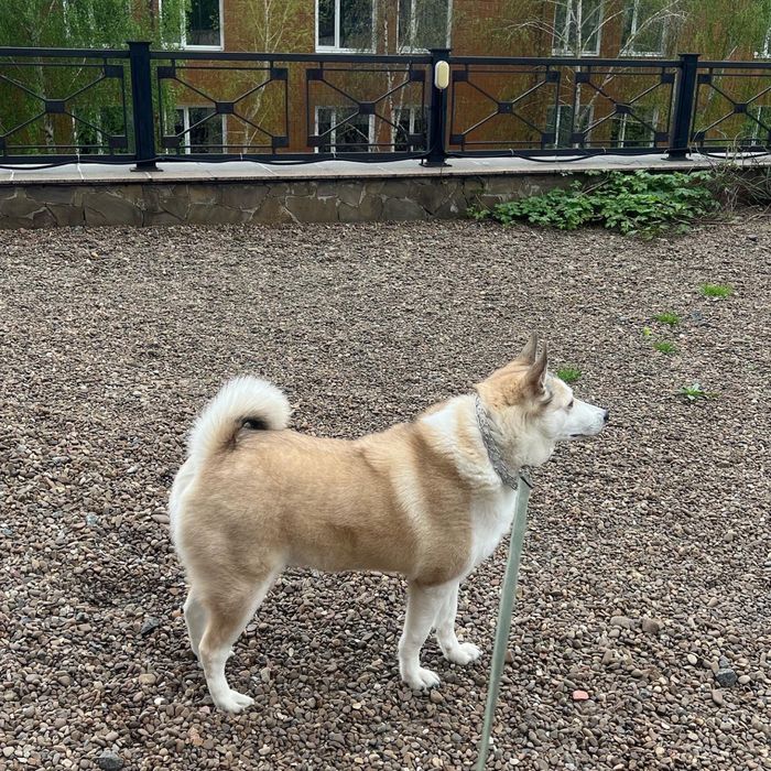 Ищем хозяина для Юты!