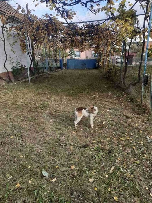 Продається будинок, село Осій, Хустського району.