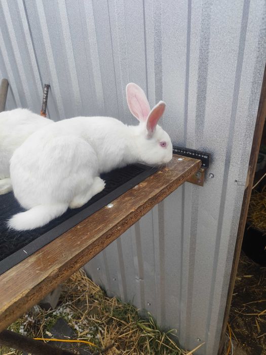 Sprzedam samce i samice TB