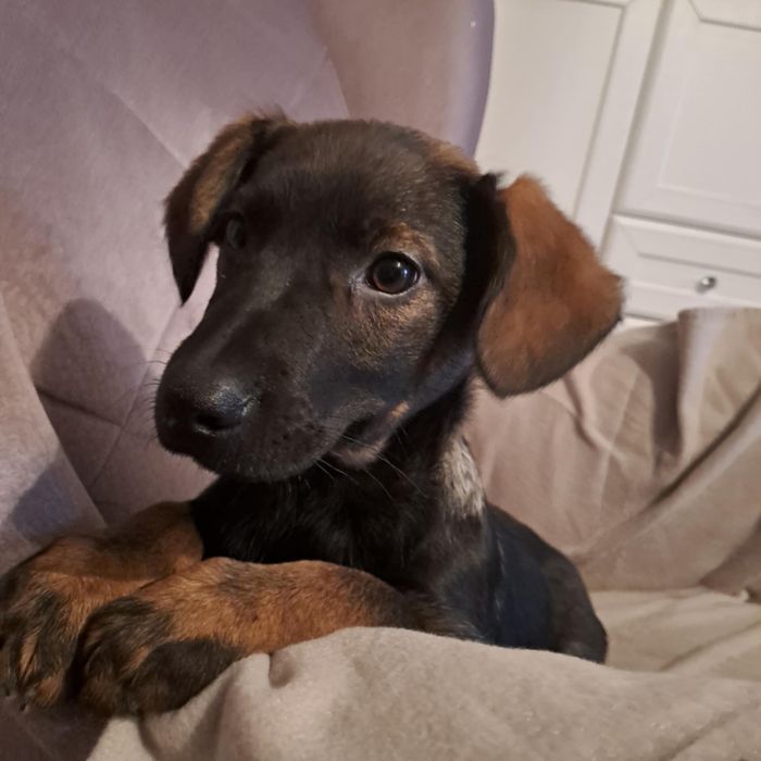 Cudowne szczeniaki szukają domków