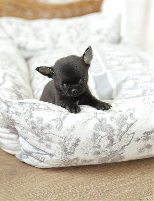 Chihuahua FCI chłopak