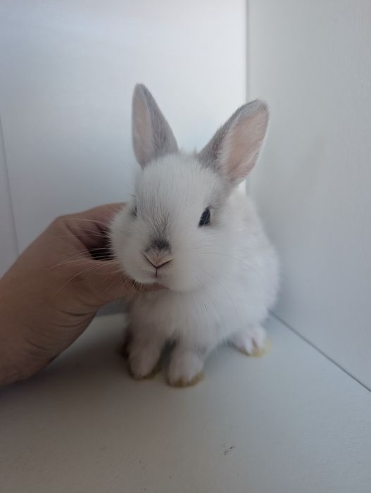Królik miniaturka, karzełek, baranek, mini lop