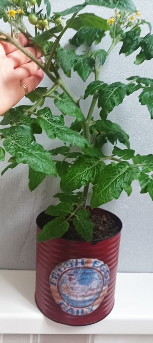 Томати балконні в горшику.