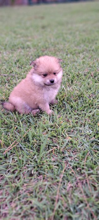 Spitz alemão lindo