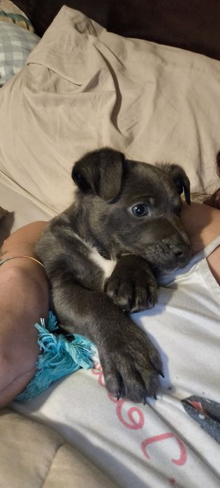 Cão para adoção cinza