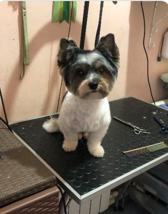 Вязка Бивер-Йорк