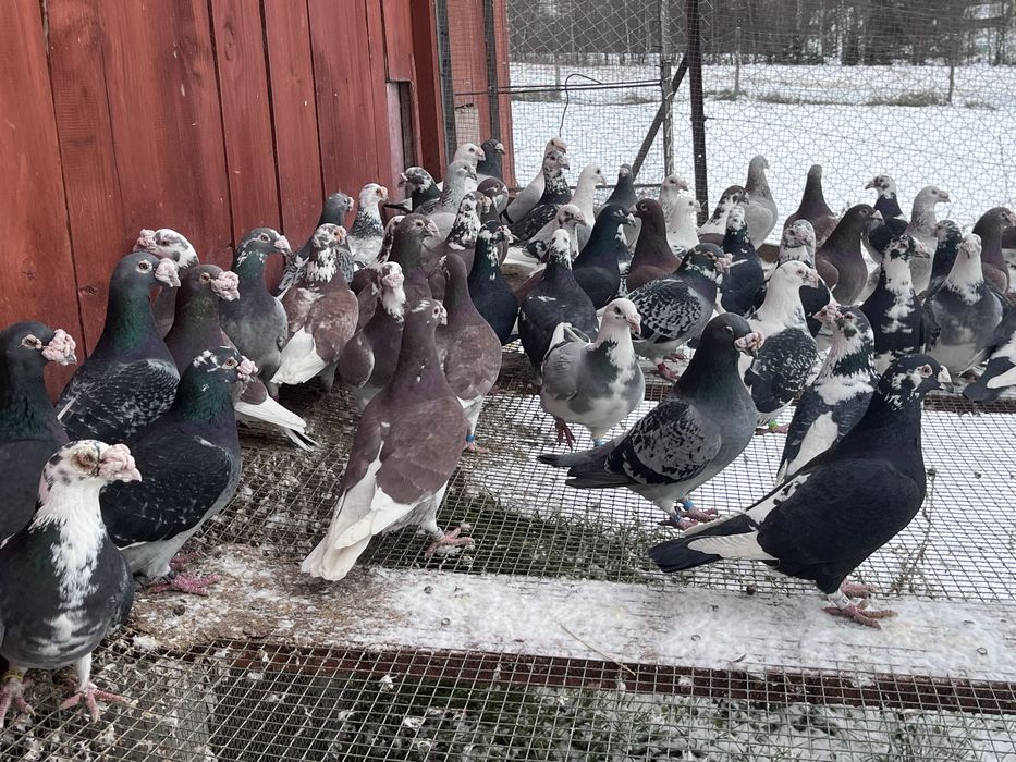 Gołębie staropolskie samce i samiczki