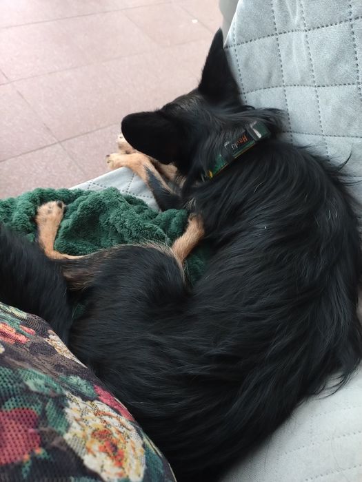 Hotel dla psów i kotów tresura