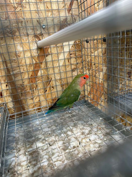 Agapornis pássaro
