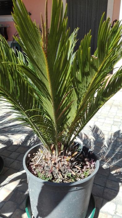 Ciccas revolutas Ornamentais