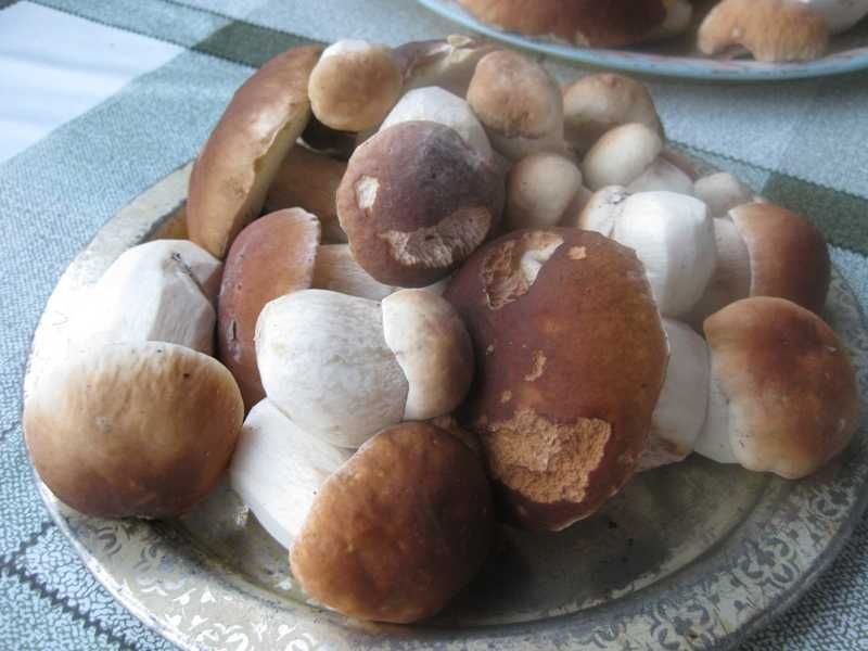 Borowik suszony całe główki prawdziwki suszone B. ładne!