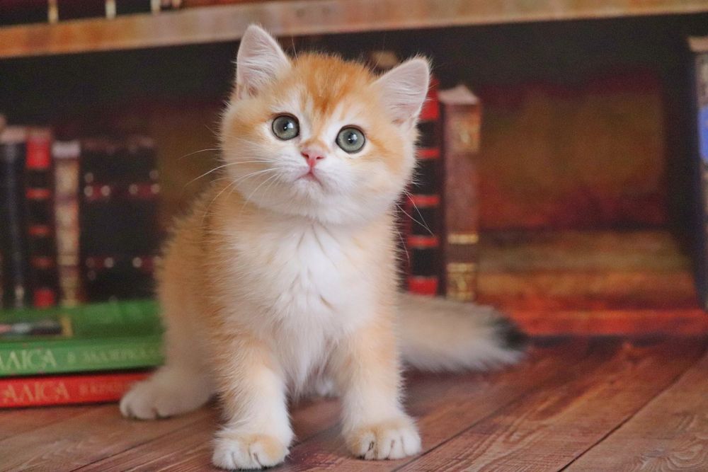 Британская шиншилла в золоте