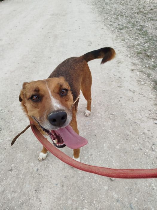 Dobbie - cão médio para adoção